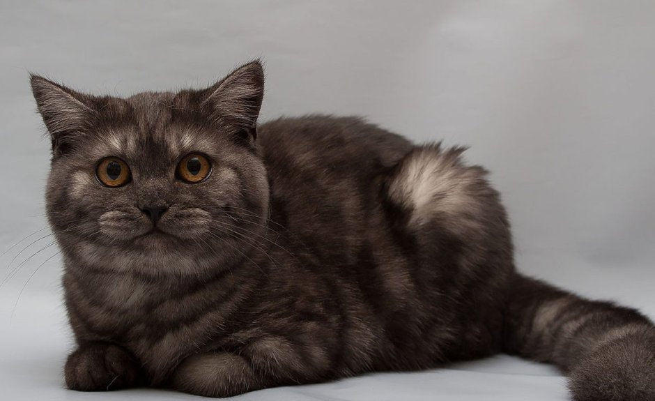 Шотландская кошка прямоухая серая