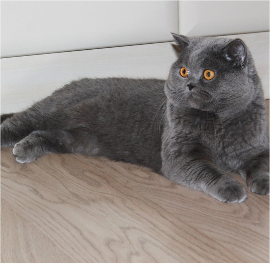 Шотландский скоттиш страйт полосатый