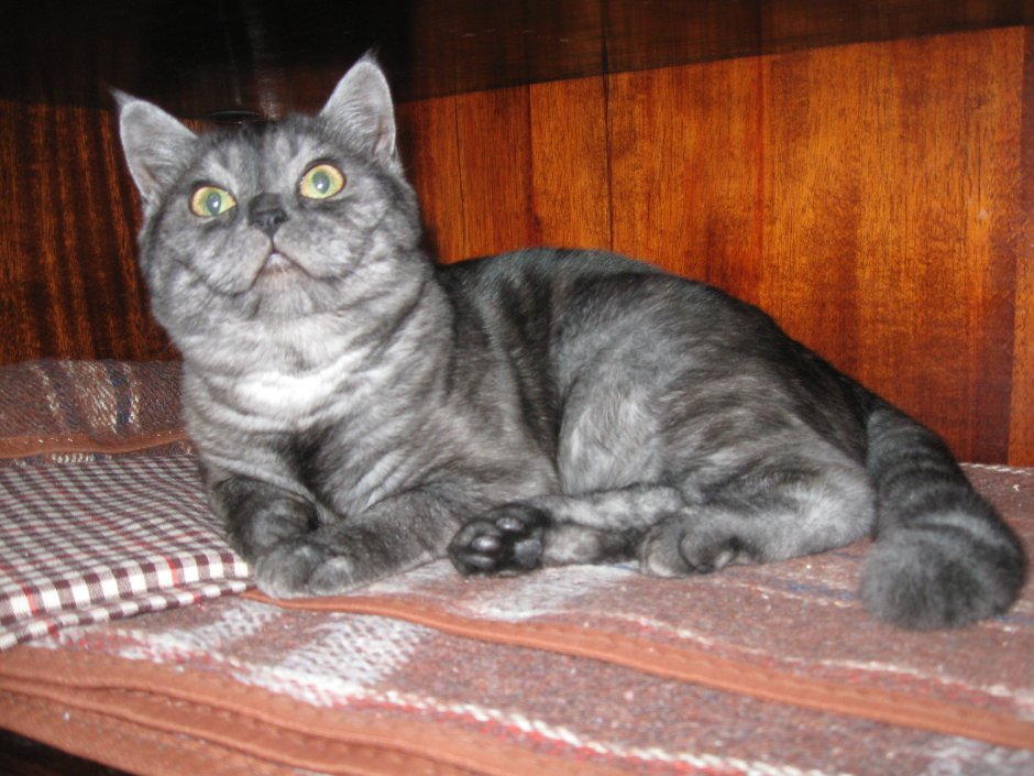 Шотландский скоттиш страйт дымчатый
