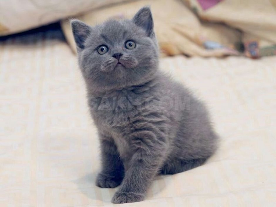 Кот британец пепельный