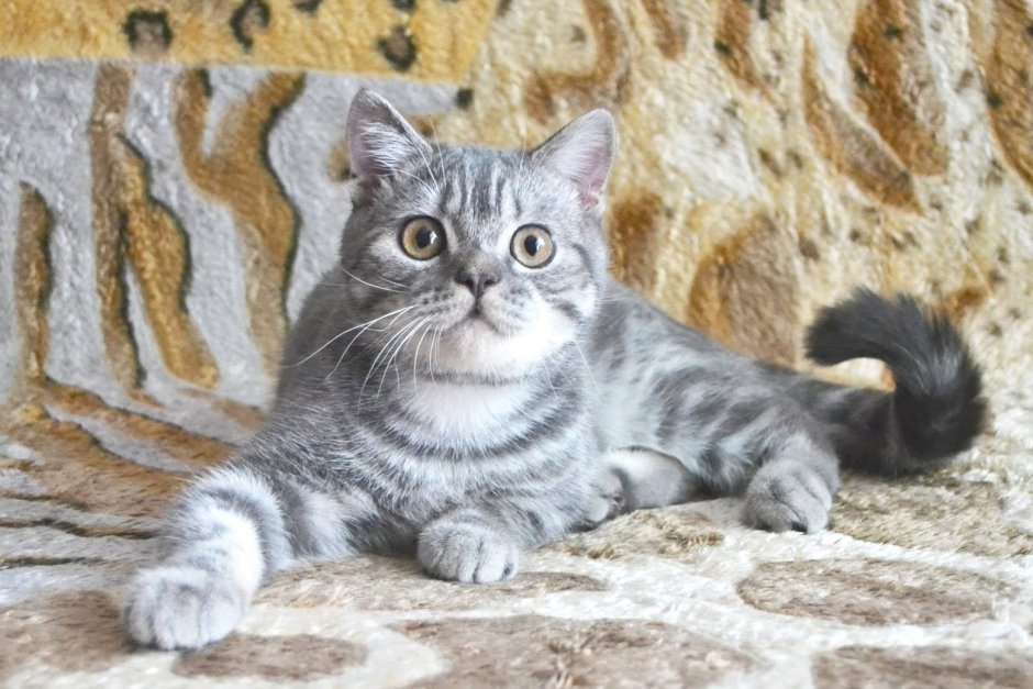 Шотландская прямоухая короткошерстная