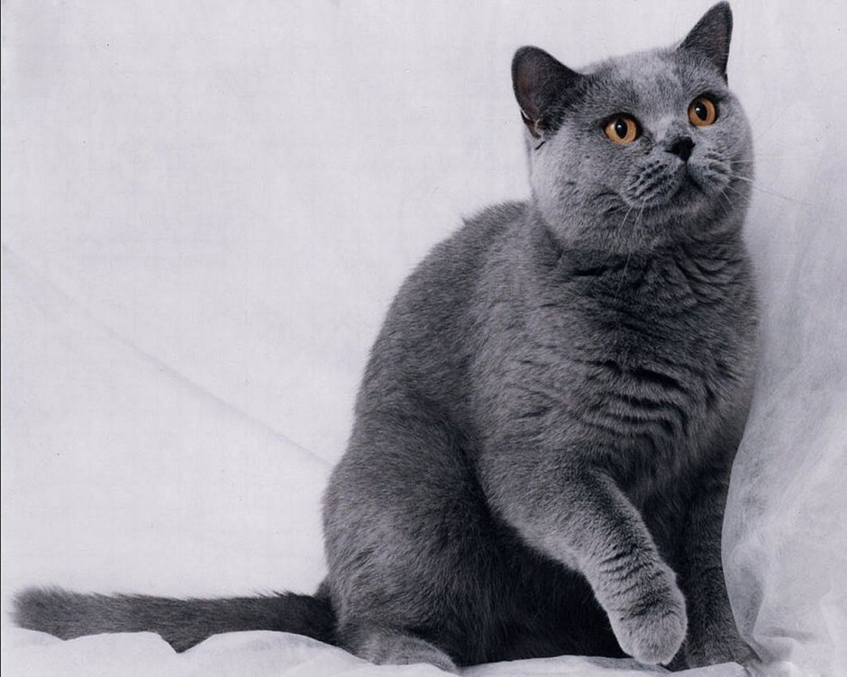 Британская кошка короткошерстная полосатая