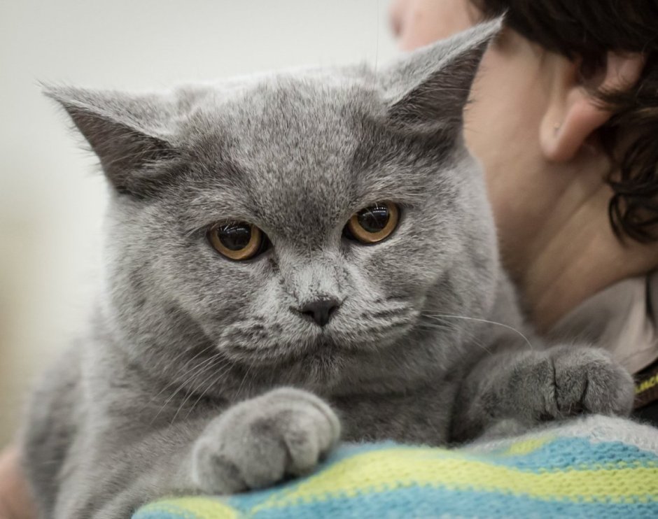 Британская короткошёрстная кошка котята