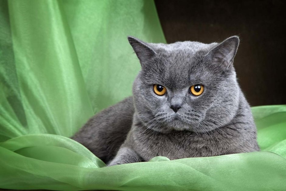 Шотландская кошка прямоухая серая