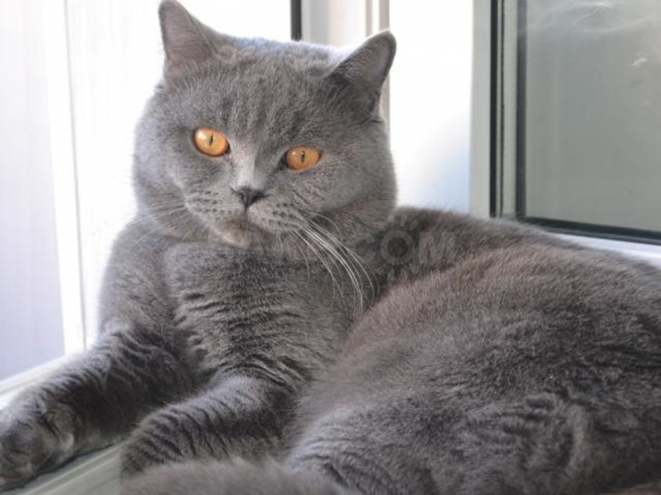 Шотландская голубая кошка прямоухая