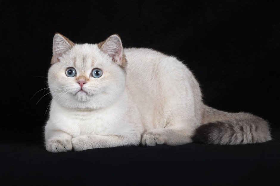 Скоттиш фолд черный
