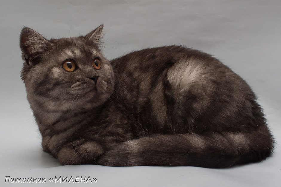 Шотландская кошка скоттиш страйт черная