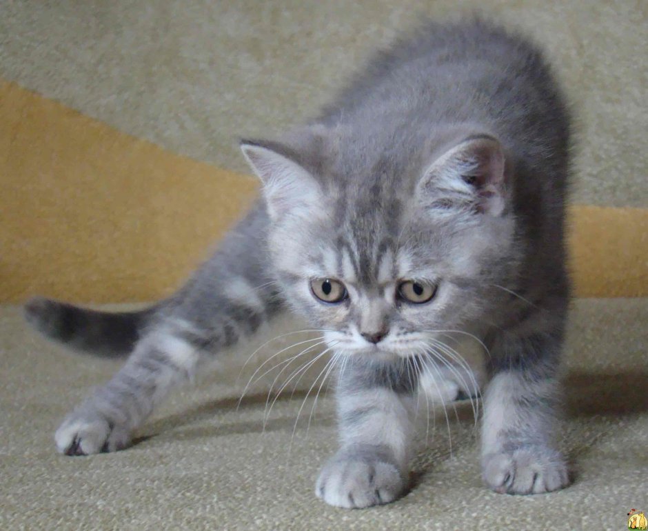 Шотландский скотишскай серый