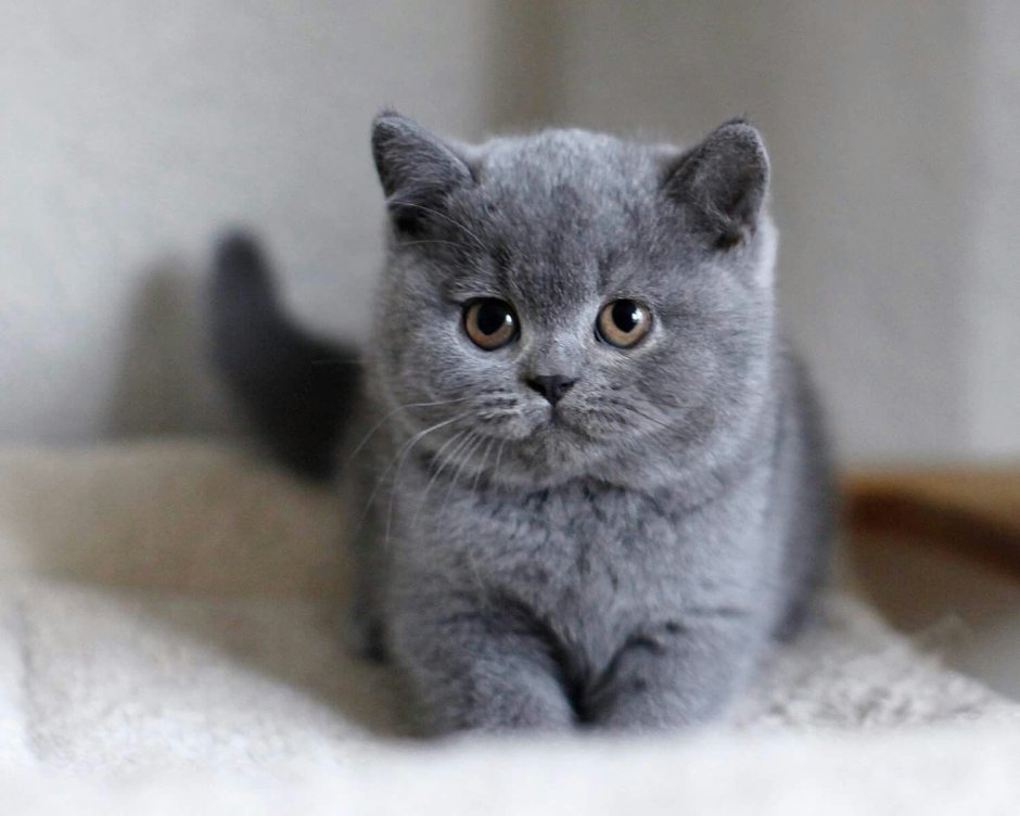 Шотландский прямоухий полосатый кот