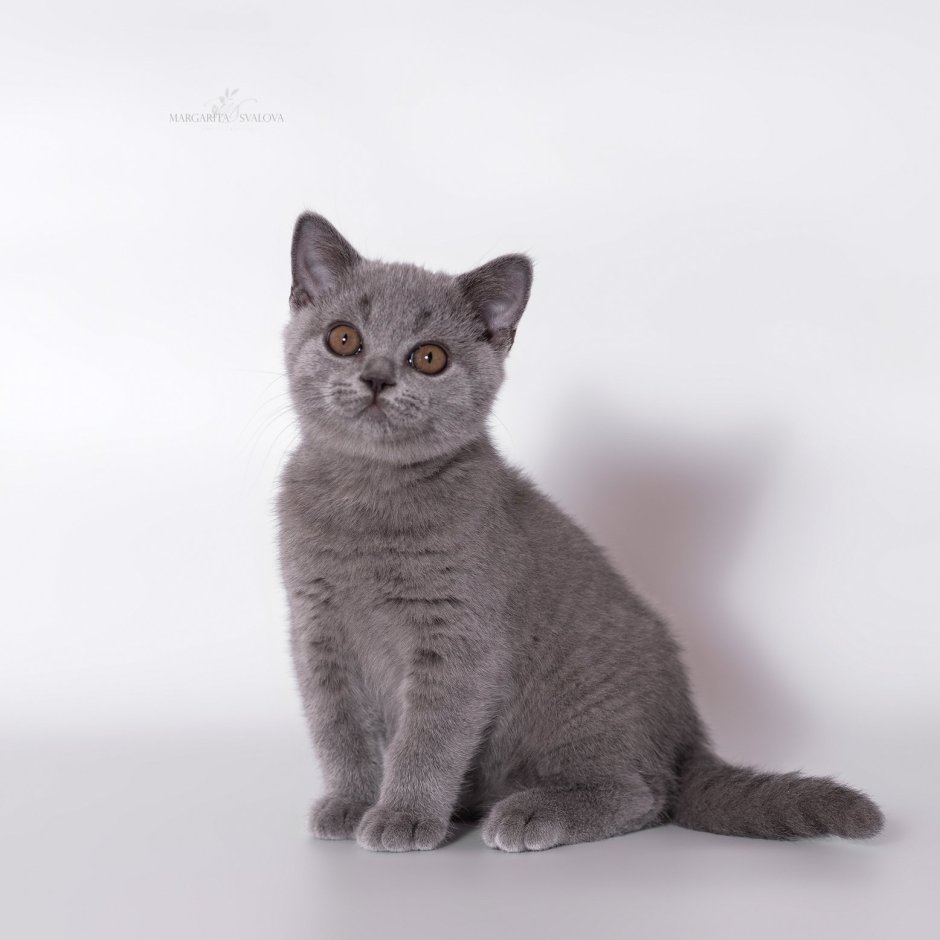 Шотландский скотишскай серый