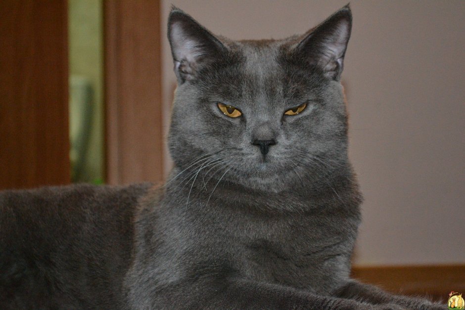 Шотландская кошка прямоухая