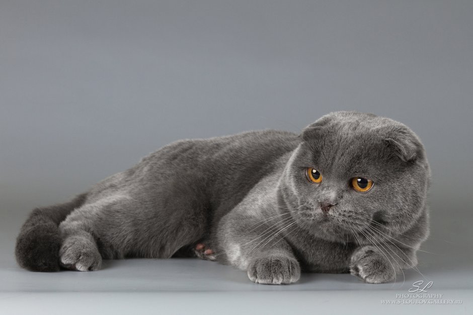 Шотландский скоттиш страйт