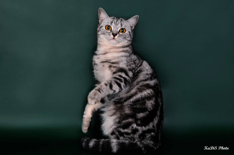 Шотландский страйт