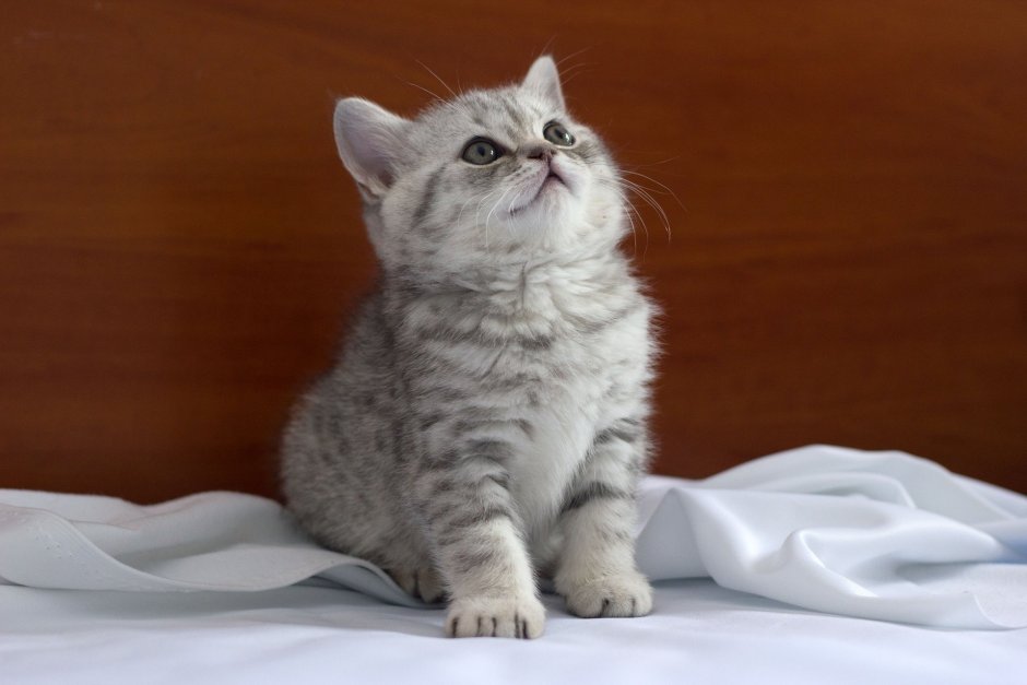 Скоттиш страйт серый котенок