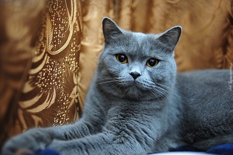 Британская короткошёрстная кошка шартрез