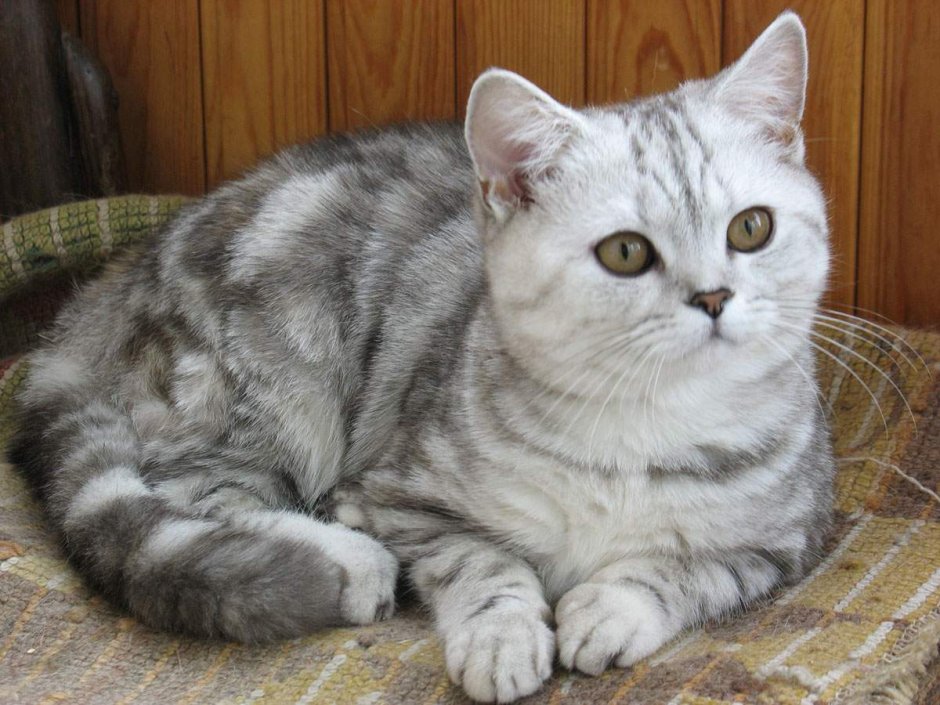 Шотландский кот прямоухий серый