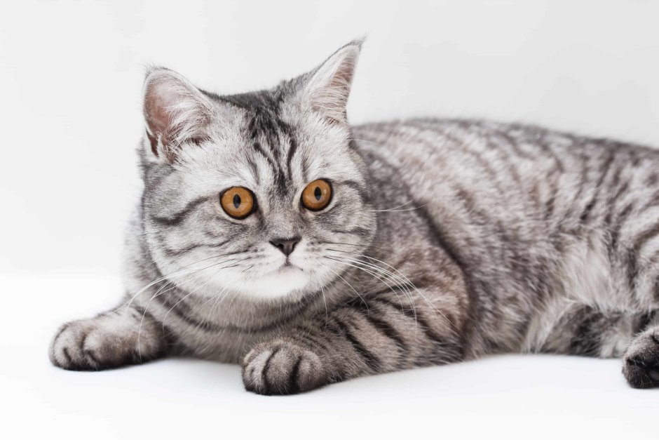 Шотландские котята прямоухие черные