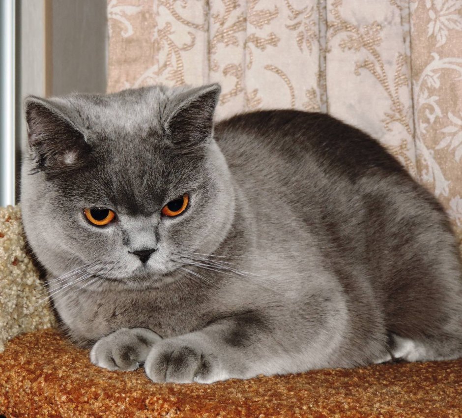 Шотландский скоттиш страйт полосатый