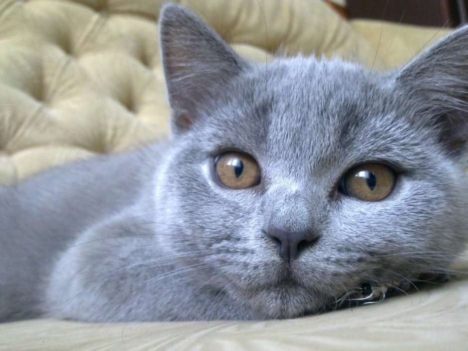 Шотландская кошка прямоухая серая