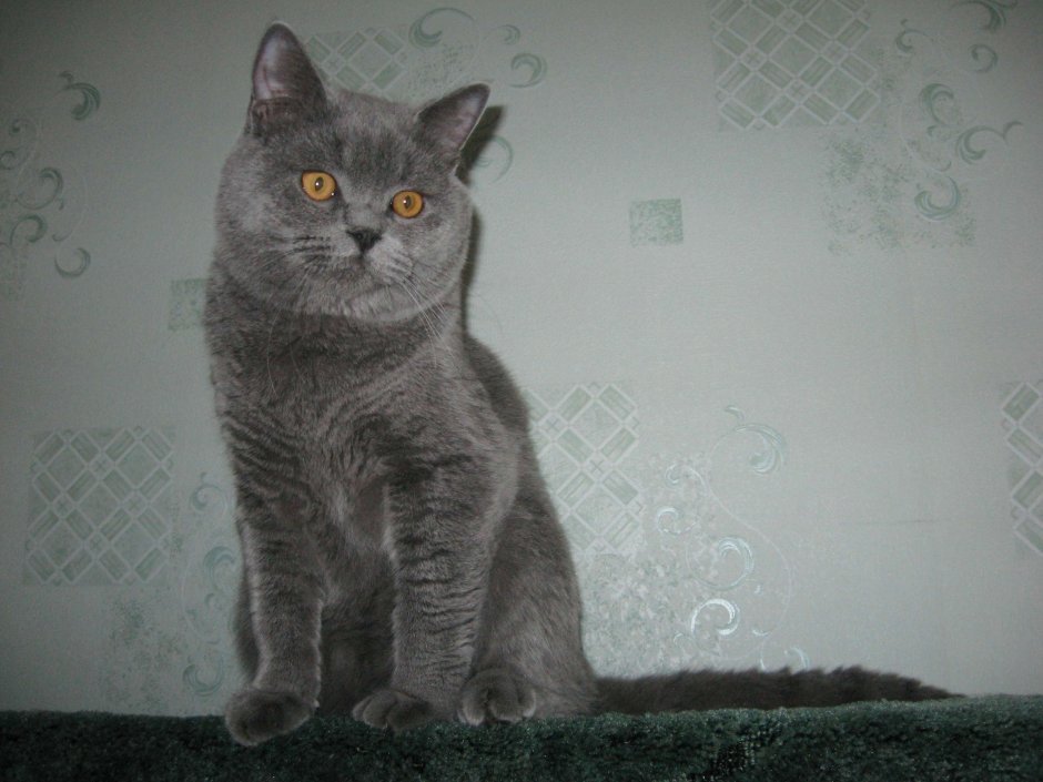 Картезианская кошка британец