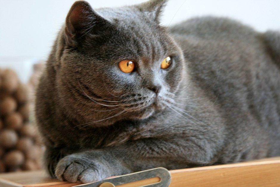 Шотландская кошка прямоухая скоттиш страйт серая
