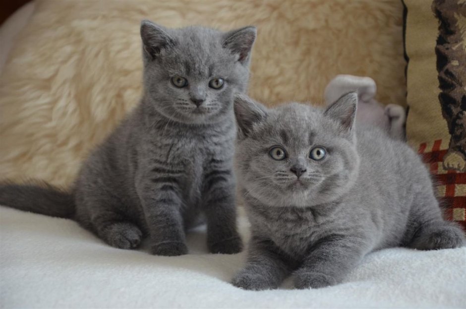Кот британец шотландец прямоухий