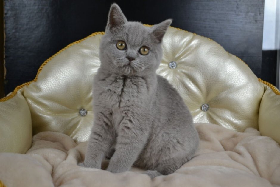 Шотландские котята вислоухие и прямоухие