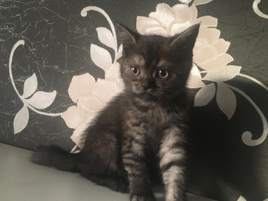 Шотландский скоттиш страйт серый