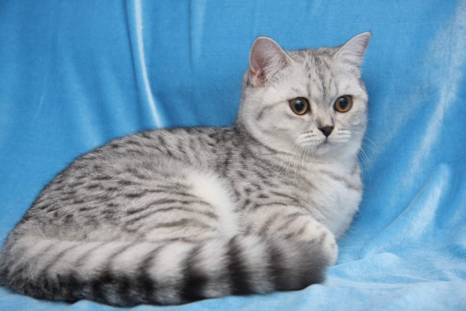 Шотландский кот прямоухий серый