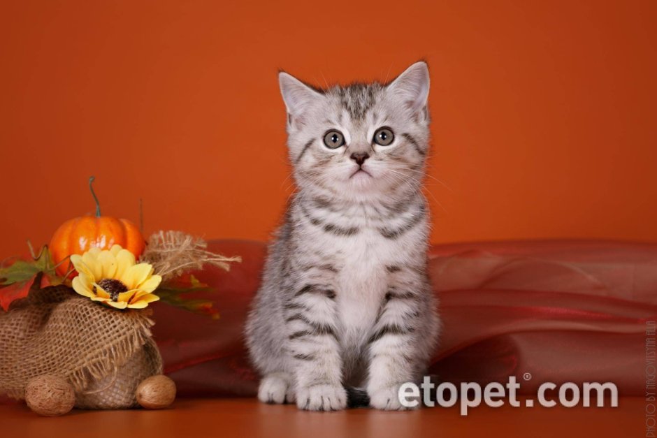 Шотландский кот прямоухий серый