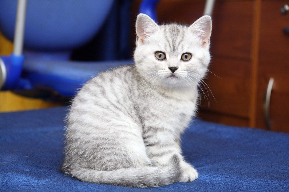 Шотландская кошка прямоухая скоттиш страйт серая