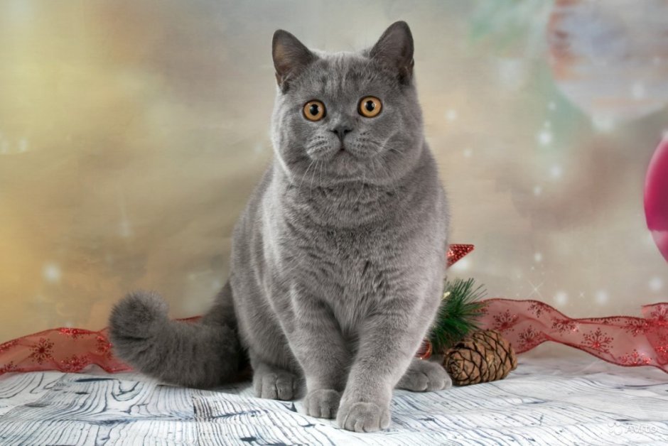 Шотландский скоттиш страйт