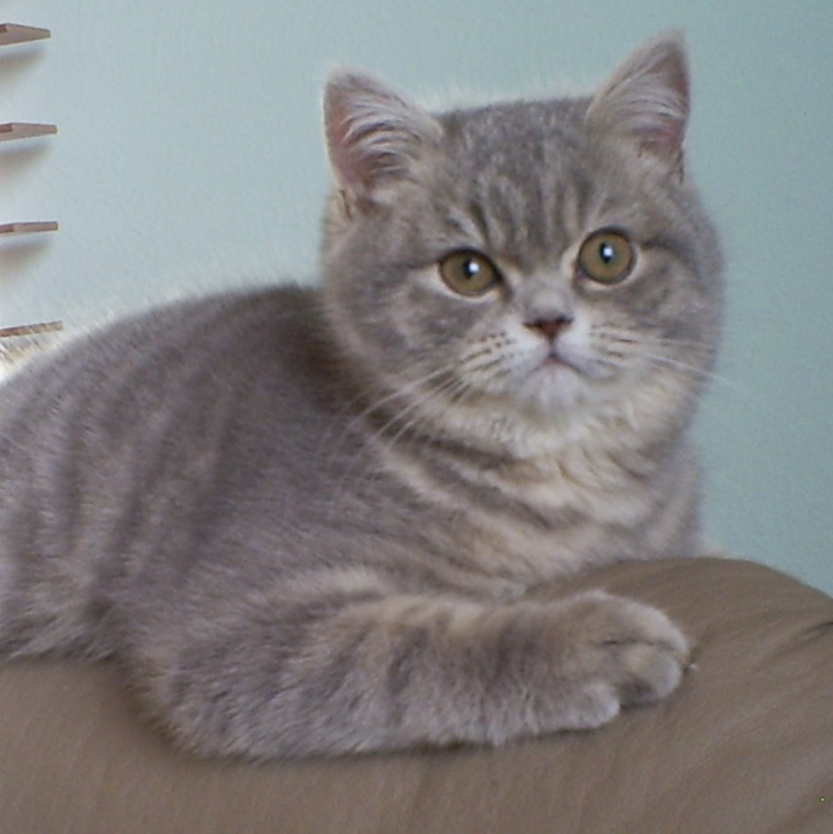 Британская прямоухая кошка
