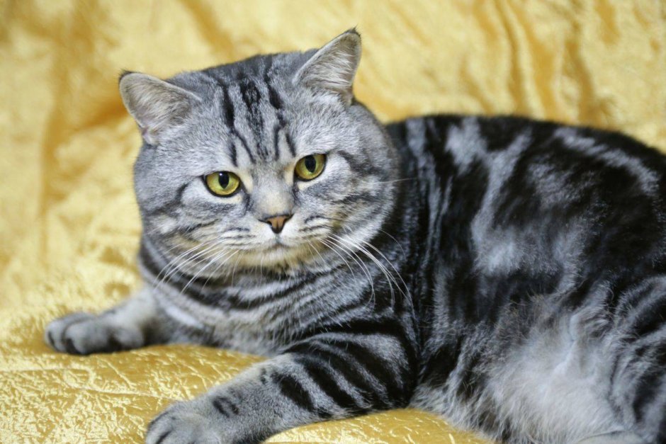 Британская короткошёрстная кошка скоттиш