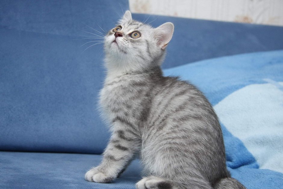 Скоттиш страйт