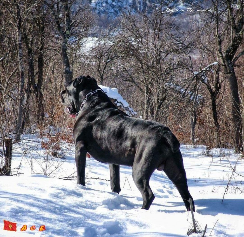 Метис Кане Корсо