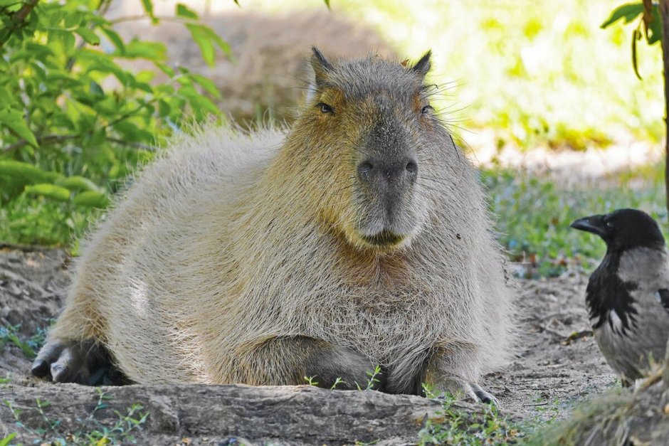 American capibara