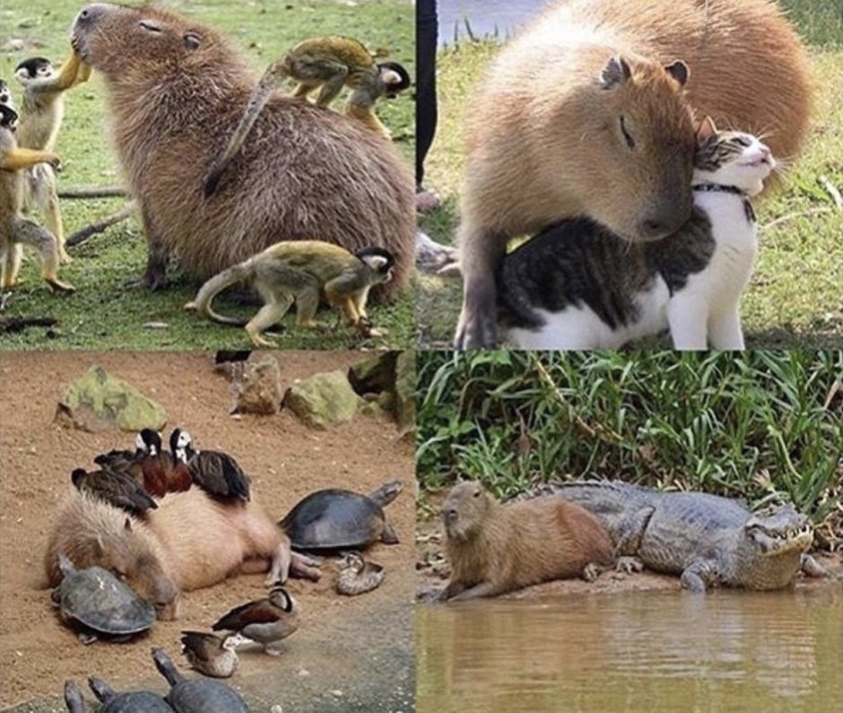 Дженни и капибара