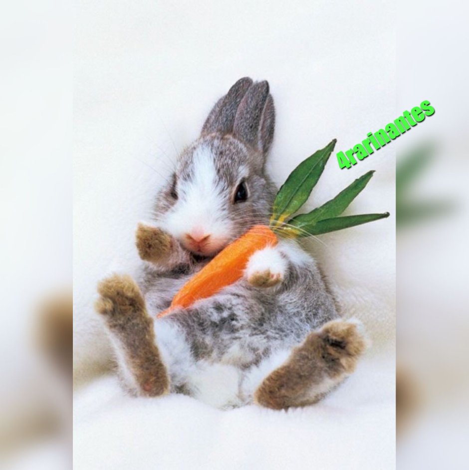 Милый зайчик вектор
