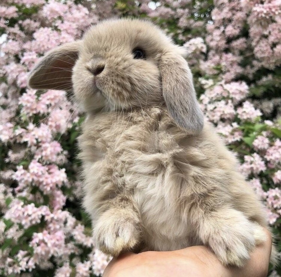 Осенний заяц