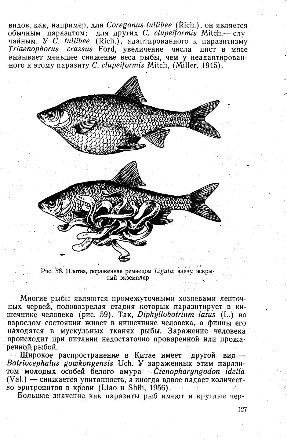 Ремнец Лигула