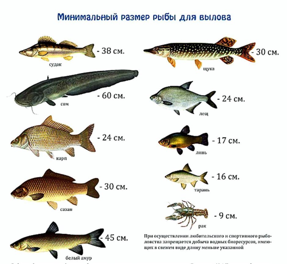 Ремнец обыкновенный
