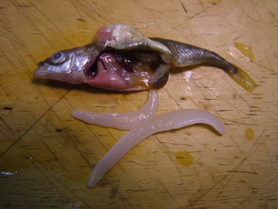 Cisco Fish
