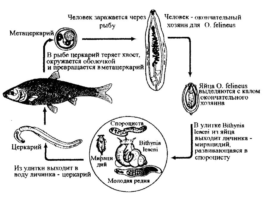 Сазан обыкновенный внешнее строение