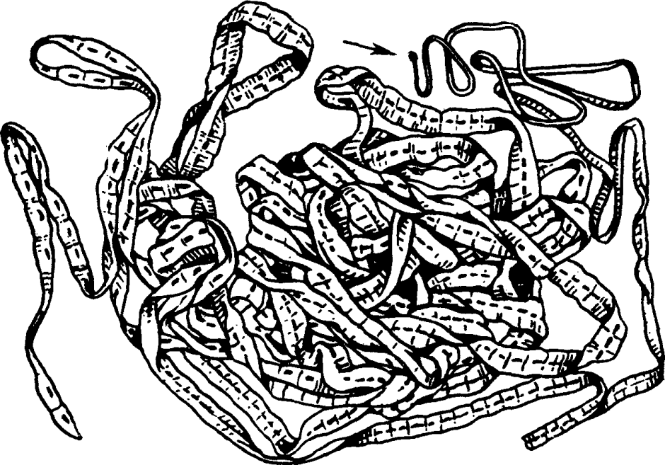 Мокрица-паразит Cymothoa exigua