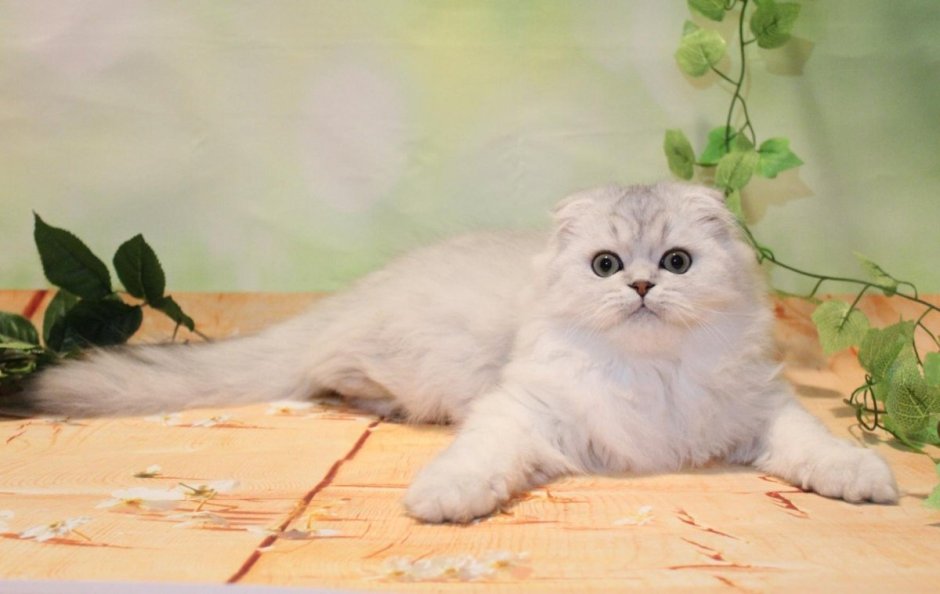 Хайленд фолд