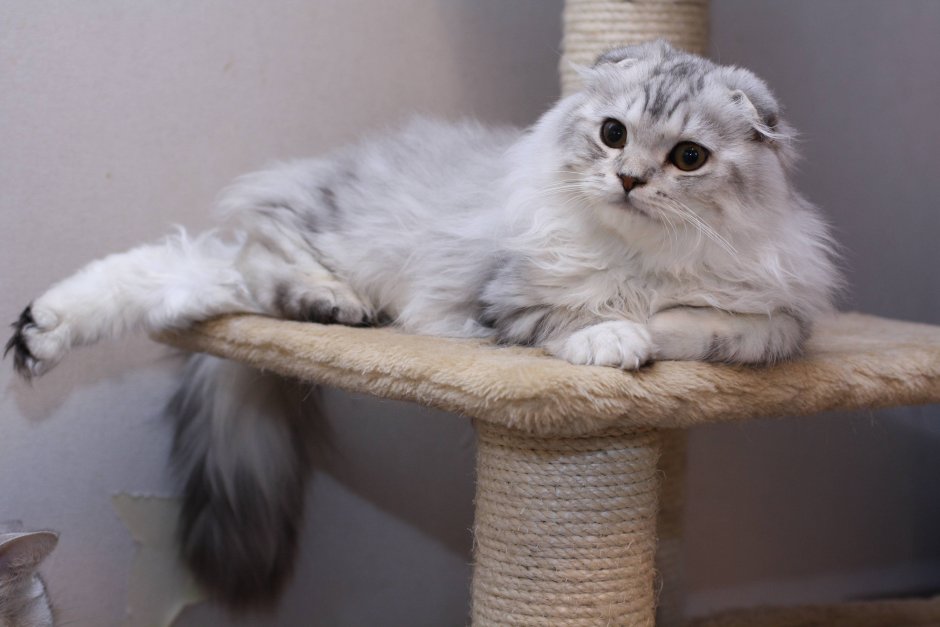 Хайленд фолд кошка