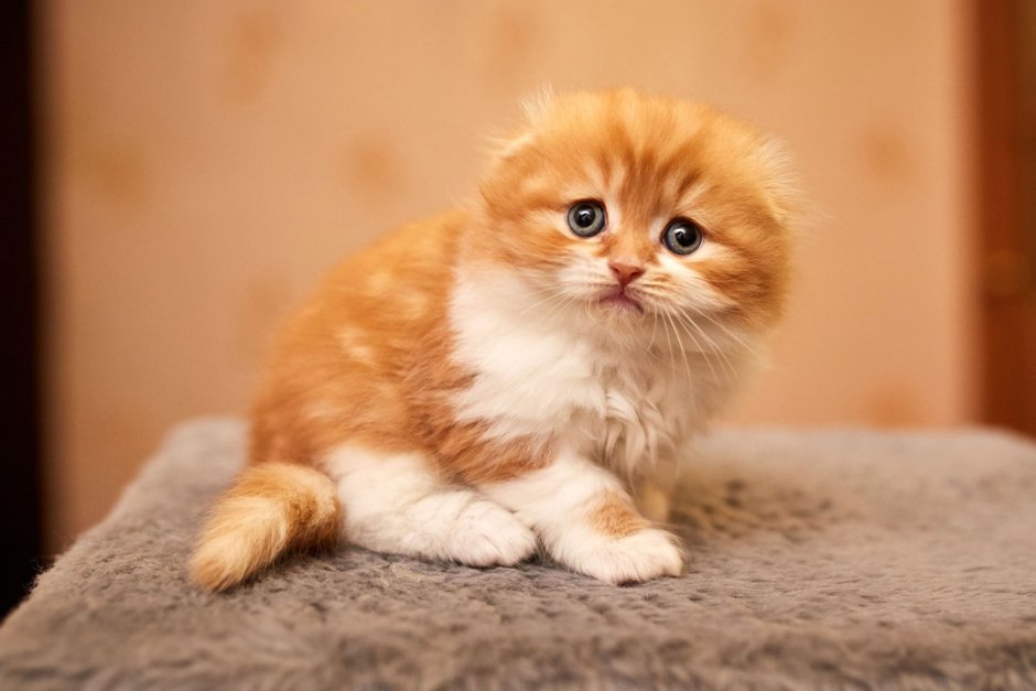 Шотландская вислоухая кошка