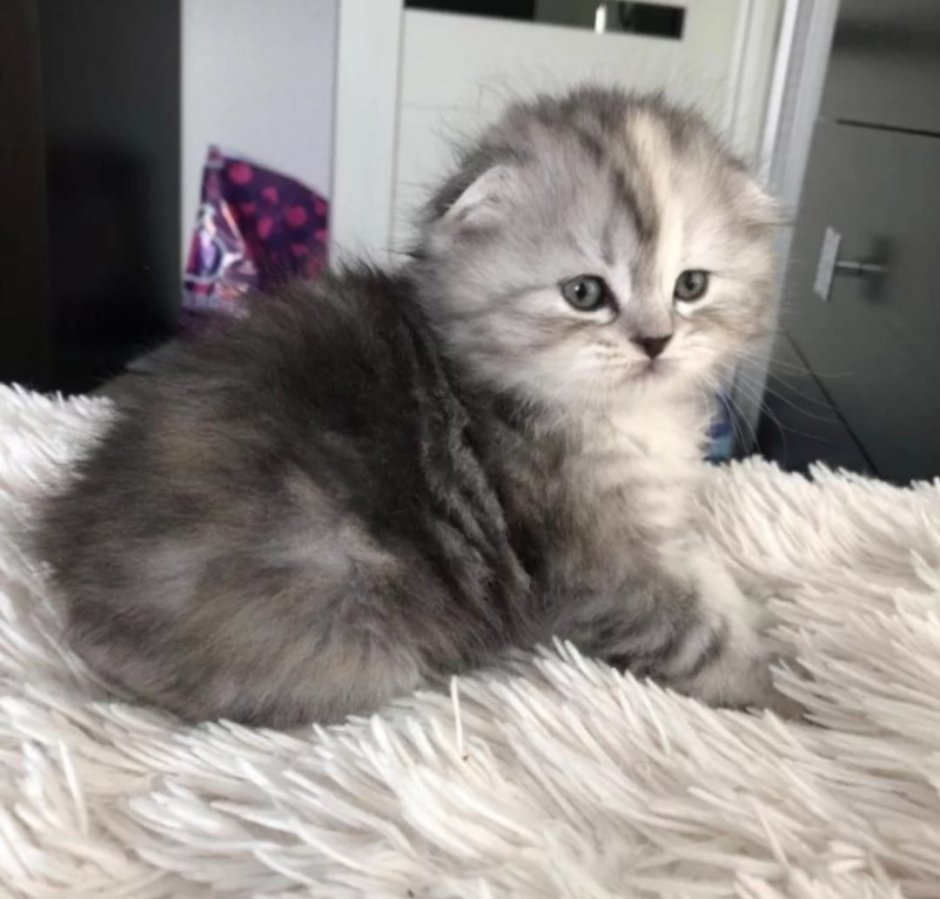 Котята породы хайленд фолд