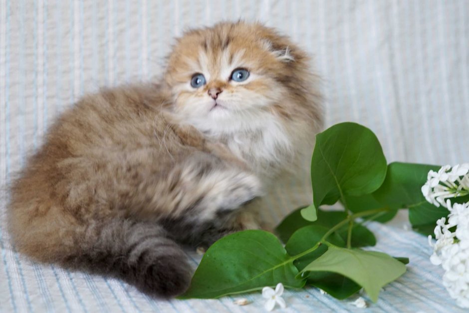 Шотландская вислоухая кошка хайленд фолд